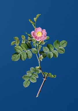 Pink Sweetbriar Rose