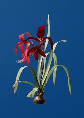 Sprekelia on Classic Blue