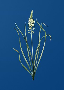 Wild Asparagus on Blue