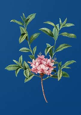 Blooming Azalea on Blue
