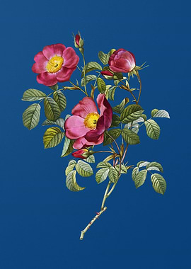 Rose of Love Bloom on Blue