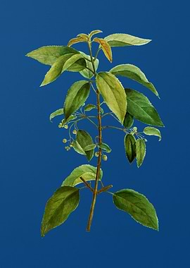 Chilean Wineberry Branch
