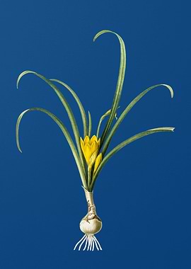 Yellow Autumn Crocus