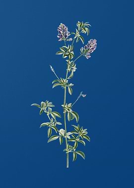 Spanish Clover Bloom