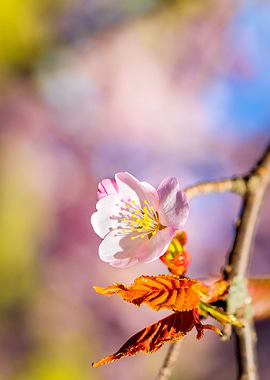 Stunning Sakura Flower