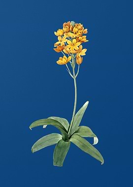 Sun Star on Classic Blue