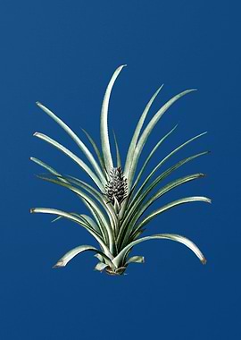 Pineapple on Classic Blue