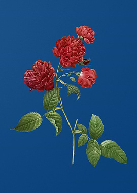 Red Cabbage Rose in Bloom