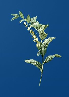 Solomons Seal on Blue