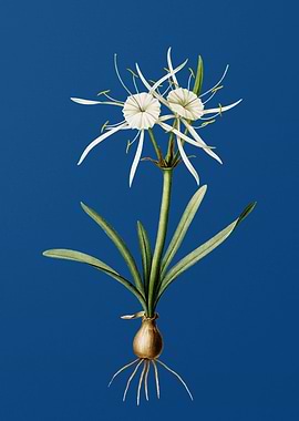 Streambank Spiderlily