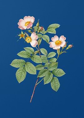 Short Styled Field Rose