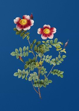 Variegated Burnet Rose