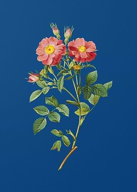 Queen Elizabeths Rose