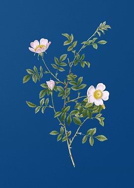 Pink Hedge Rose in Bloom