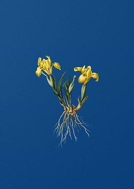 Sand Iris on Blue