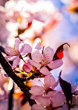 Superior Sakura Blossoms