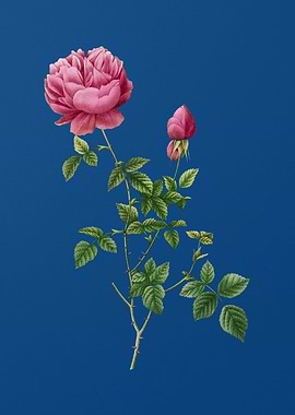 Pink Autumn China Rose