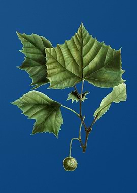 American Sycamore on Blue