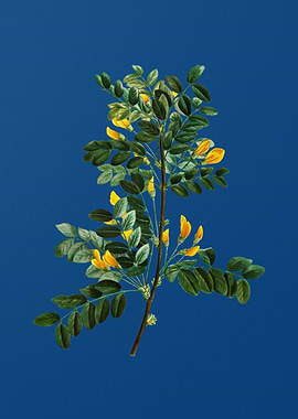 Blooming Siberian Pea Tree