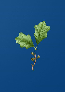 Bear Oak Leaves on Blue