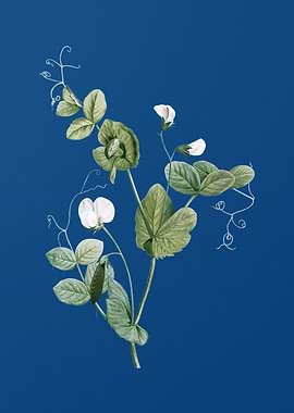 White Pea Flower