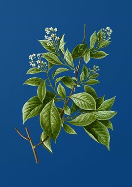 American Bittersweet