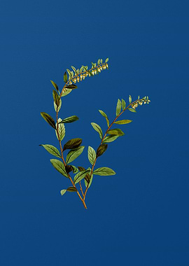 Andromeda Marginata Bloom