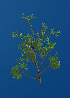 Atlantic White Cypress