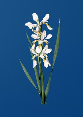 Yellow Banded Iris on Blue