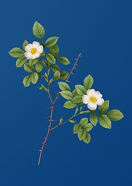 Spiny Leaf Rose of Dematra