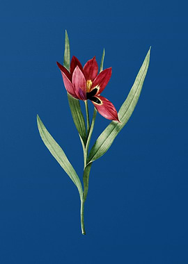 Tulipa Oculus Colis