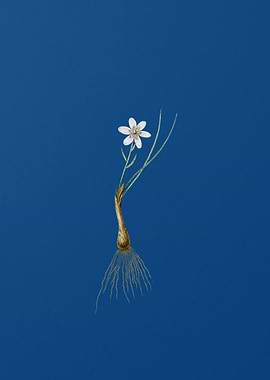 Snowdon Lily on Blue