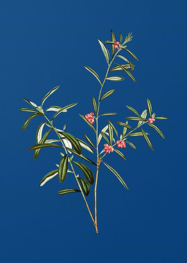 Bog Rosemary Bush