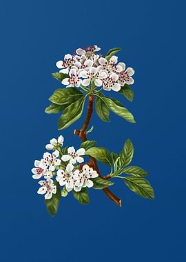 Almond Leaved Pear on Blue