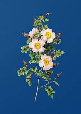 Thornless Burnet Rose