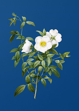 White Rose of Snow on Blue