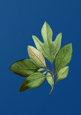 Bay Laurel Branch on Blue