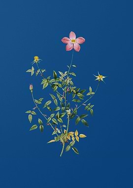 Single Dwarf Chinese Rose