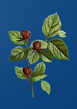 Carolina Allspice Flower