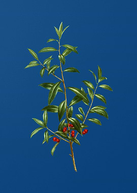 Vintage Alabama Dahoon