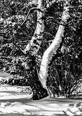 Winter Forest In Snow