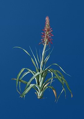 Pina Cortadora on Blue