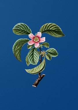 Chinese Quince on Blue