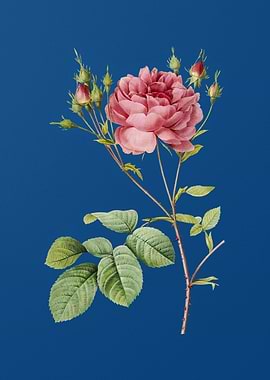 Pink Cumberland Rose