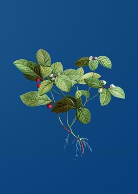 American Wintergreen Plant