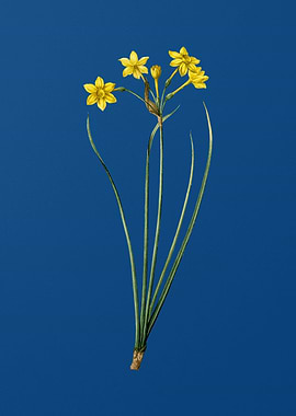 Rush Daffodil on Blue