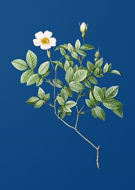 Vintage Rosebush on Blue