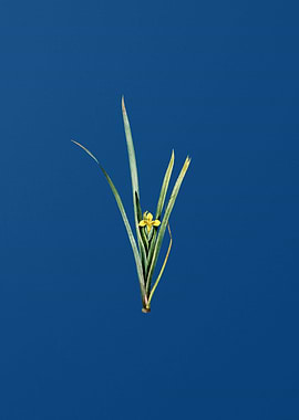 Yellow Iris on Blue