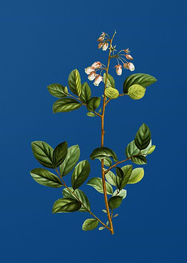 Andromeda Mariana Branch