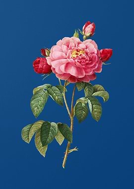Duchess of Orleans Rose